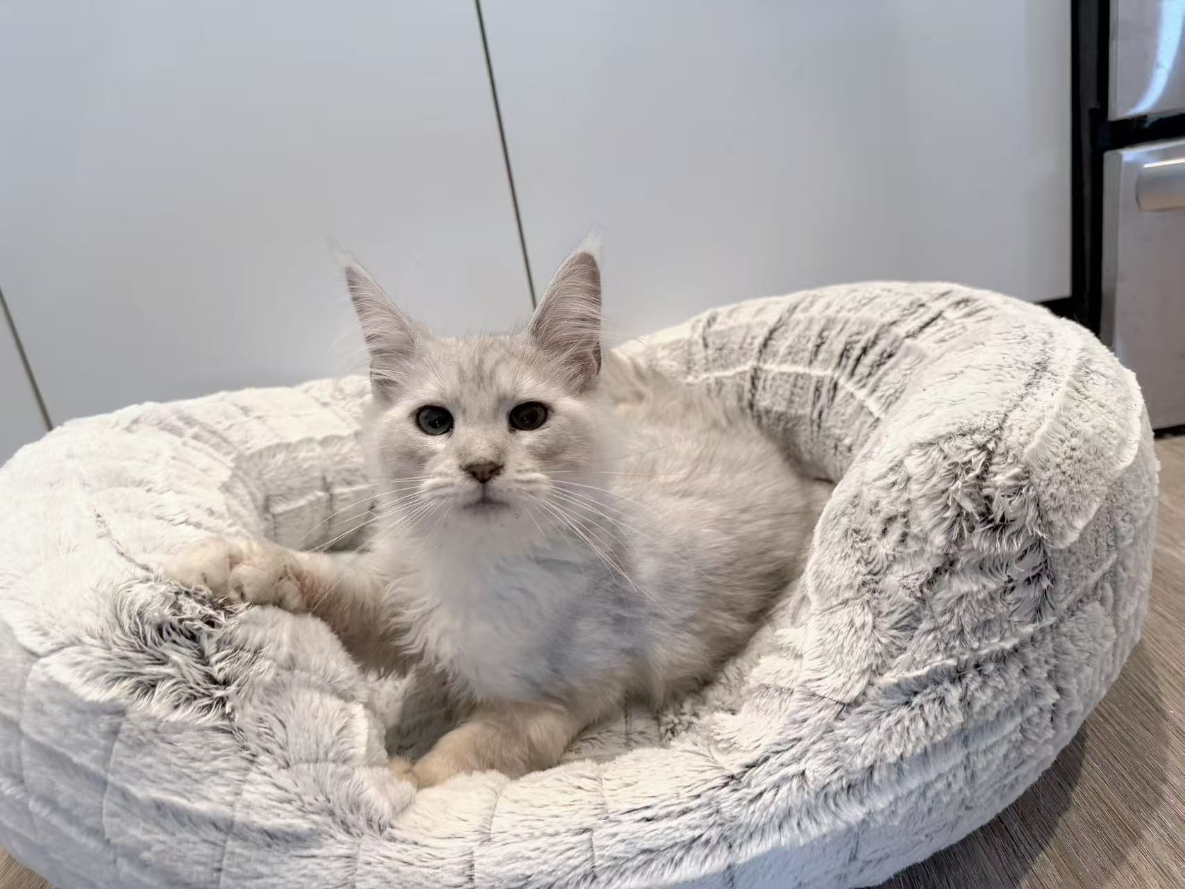 Mochi, an available Maine Coon kitten